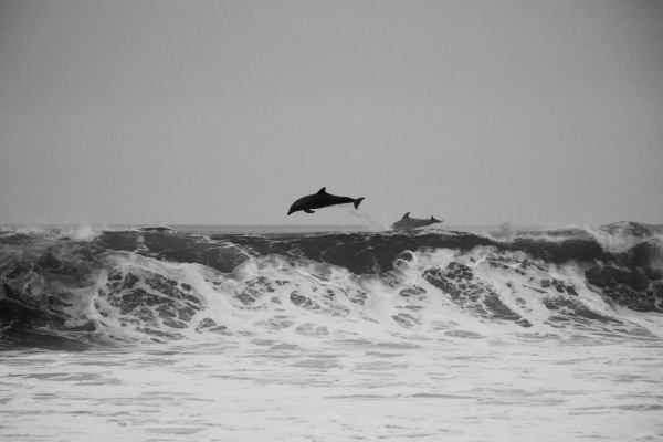 Ride the Wave