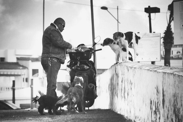 Spontaneous Generosity picture of a man feeding street dogs