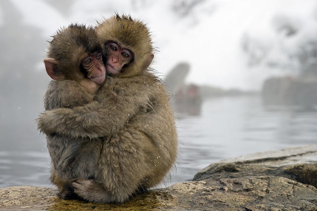Snow Monkeys hugging - You Matter