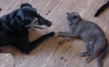 Cat and dog holding paws. Your Harmonious World