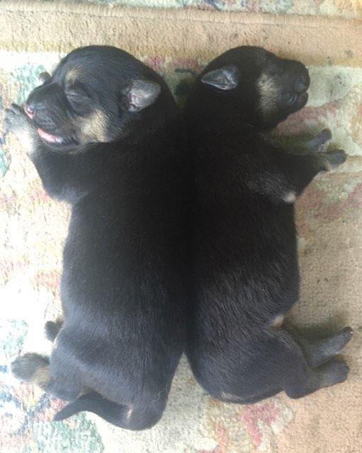 Picture of two German Shephard puppies - Follow Your Soul Dream